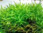 Preview: Trugkölbchen - Heteranthera zosterifolia in vitro